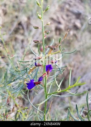 Indigobush (Psorothamnus schottii) Plantae de Schott Banque D'Images