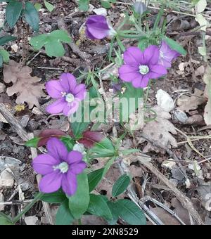 Verre ressemblant à une Vénus commune (Legousia spéculum-veneris) Plantae Banque D'Images