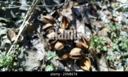 Arbre princesse (Paulownia tomentosa) Plantae Banque D'Images