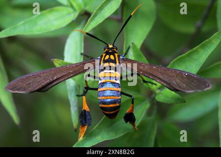 Texas Wasp Moth (Horama Panthalon) Insecta Banque D'Images