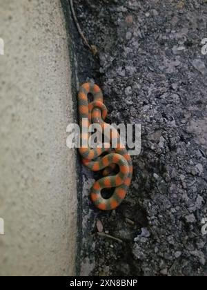 Serpent terrestre (Sonora semiannulata) Reptilia Banque D'Images