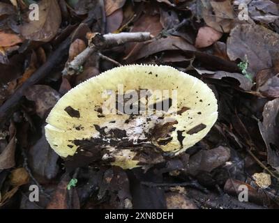 Champignons de Deathcap (Amanita phalloides) Banque D'Images