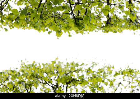 Branches d'arbre Linden avec des feuilles vertes isolées sur fond blanc. Gros plan avec mise au point sélective et espace de copie vide au milieu Banque D'Images