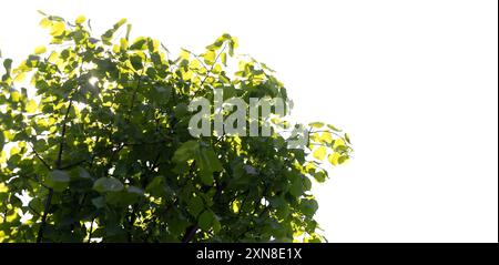 Branches d'arbre Linden avec des feuilles vertes isolées sur fond blanc. Gros plan avec mise au point sélective Banque D'Images