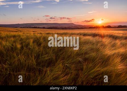 Coucher de soleil de juillet au-dessus de la balise Firle et des champs de blé de Wilmington sur les descentes sud-est Sussex sud-est de l'Angleterre Royaume-Uni Banque D'Images