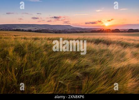 Coucher de soleil de juillet au-dessus de la balise Firle et des champs de blé de Wilmington sur les descentes sud-est Sussex sud-est de l'Angleterre Royaume-Uni Banque D'Images