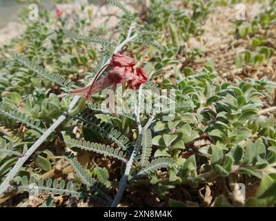 (Oenothera drummondii thalassaphila) Plantae Banque D'Images