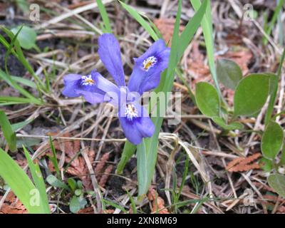 Lac nain Iris (Iris lacustris) Plantae Banque D'Images