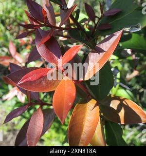 Poison de bushmans (Acokanthera oppositifolia) Plantae Banque D'Images