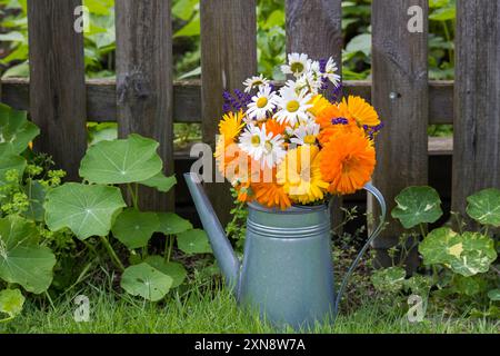 Belles fleurs d'été fraîches dans un arrosoir dans le jardin Banque D'Images