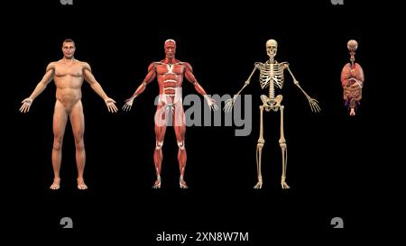 Anatomie masculine avec muscles et organes squelettiques Banque D'Images