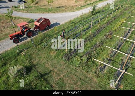 Vue aérienne d'un ouvrier agricole examinant les cultures dans un champ, avec un tracteur et une presse garés à proximité, montrant l'activité agricole. L'image est capturée Banque D'Images