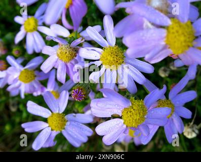 Ragwort rouge-violet (Senecio elegans) Plantae Banque D'Images