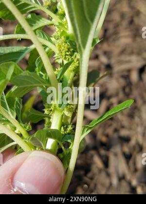 Amarante pourpre (Amaranthus blitum) Plantae Banque D'Images