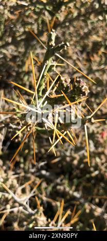 Noël cholla (Cylindropuntia leptocaulis) Plantae Banque D'Images