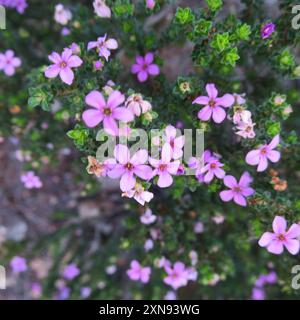 Porcelaine calcaire (Acmadenia heterophylla) Plantae Banque D'Images