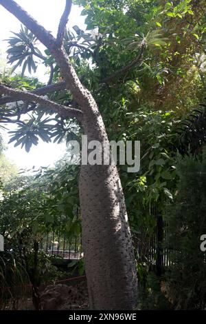 Le palmier de Madagascar (Pachypodium lamerei) a un tronc épineux et des fleurs blanches : (pix Sanjiv Shukla) Banque D'Images