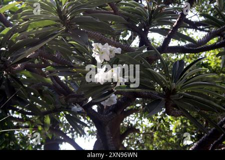 Le palmier de Madagascar (Pachypodium lamerei) a un tronc épineux et des fleurs blanches : (pix Sanjiv Shukla) Banque D'Images