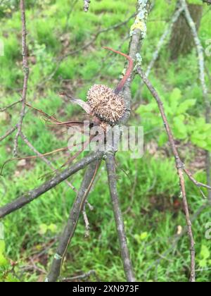 Ram's Horn Gall Wasp (Andricus aries) Insecta Banque D'Images