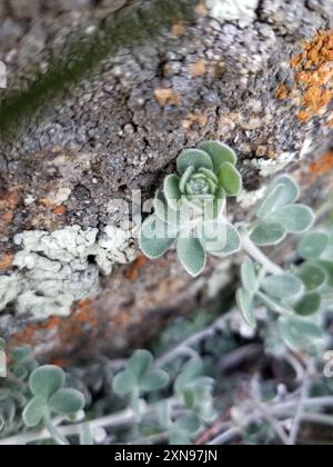 Trèfle de pied d'oiseau argenté (Acmispon argophyllus) Plantae Banque D'Images