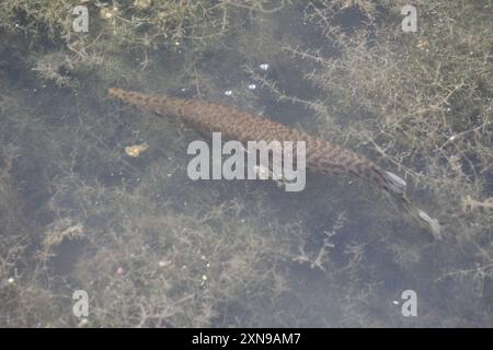 Gar tacheté (Lepisosteus oculatus) Actinopterygii Banque D'Images