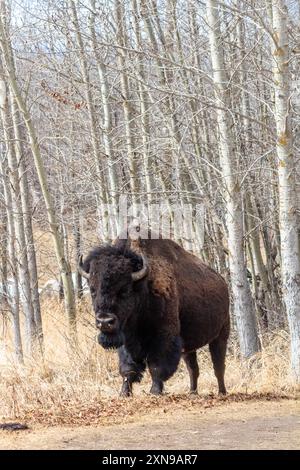 Un bison des plaines au parc national Elk Island à Ablerta, Canada Banque D'Images