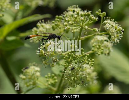 (Aralia bicrenata) Plantae Banque D'Images