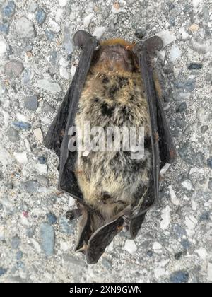 Pipistrelle de Kuhl (Pipistrellus kuhlii) Mammalia Banque D'Images