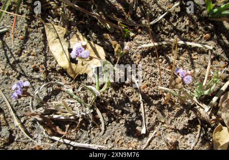 (Denekia capensis) Plantae Banque D'Images