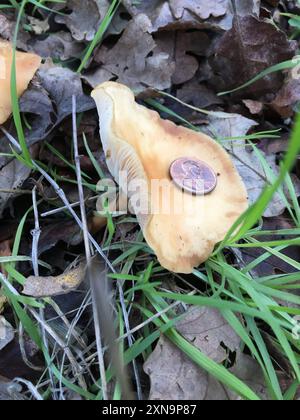 Champignons Gymnopus (Gymnopus dryophilus) amoureux du chêne Banque D'Images