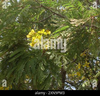 Hochet pleureur (Peltophorum africanum) Plantae Banque D'Images