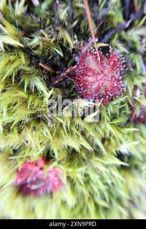 Alice Sundew (Drosera aliciae) Plantae Banque D'Images