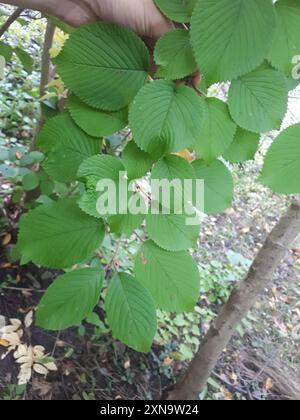 Boule de neige japonaise (Viburnum plicatum) Plantae Banque D'Images
