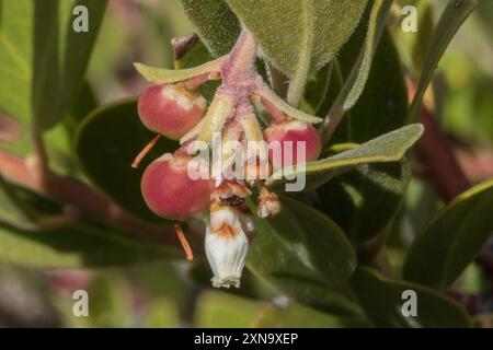 Manzanita à feuilles pointues (Arctostaphylos pungens) Plantae Banque D'Images