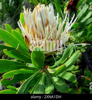 Lanceleaf Sugarbush (Protea lanceolata) Plantae Banque D'Images