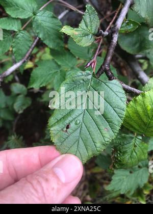 Aulne de montagne (Alnus alnobetula crispa) Plantae Banque D'Images