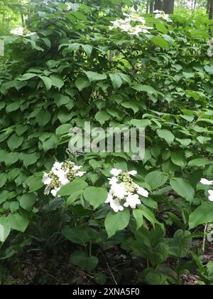 Boule de neige japonaise (Viburnum plicatum) Plantae Banque D'Images