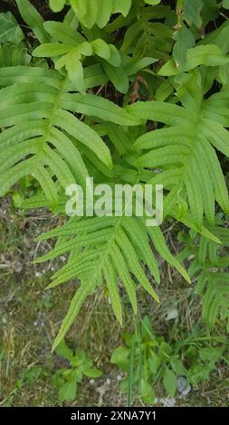 Polypodie australe (Polypodium cambricum) Plantae Banque D'Images