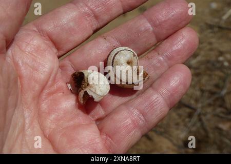 Escargot de lait (Otala lactea) mollusque Banque D'Images