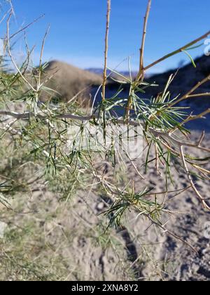 Indigobush (Psorothamnus schottii) Plantae de Schott Banque D'Images