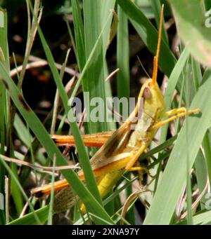 Mermiria (Mermiria bivittata) Insecta à deux rayures Banque D'Images