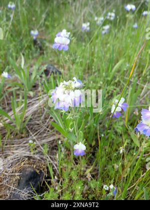 Marie géante aux yeux bleus (Collinsia grandiflora) Plantae Banque D'Images