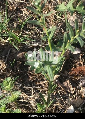 Cornet de maïs (Buglossoides arvensis) Plantae Banque D'Images