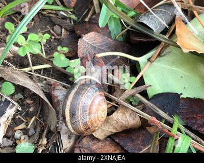 Escargot de lait (Otala lactea) mollusque Banque D'Images