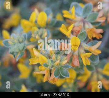 Trèfle de pied d'oiseau argenté (Acmispon argophyllus) Plantae Banque D'Images