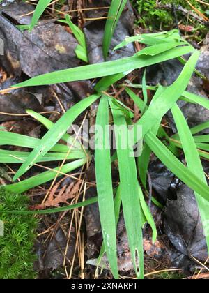 Lac nain Iris (Iris lacustris) Plantae Banque D'Images