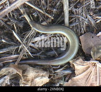 Peau de cuivre européenne (Ablepharus kitaibelii) Reptilia Banque D'Images