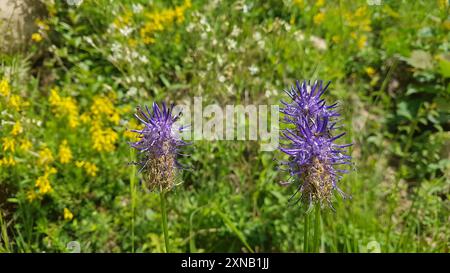 Rampion à feuilles de Bétonie (Phyteuma betonicifolium) Plantae Banque D'Images