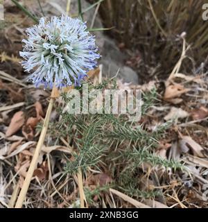 Chardon épineux (Echinops spinosissimus spinosissimus) Plantae Banque D'Images