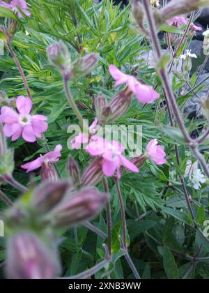 Hybride Campion (Silene × hampeana) Plantae Banque D'Images